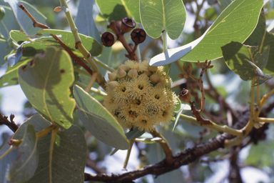 APII jpeg image of Eucalyptus pruinosa  © contact APII