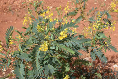 APII jpeg image of Senna venusta  © contact APII