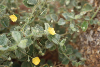 APII jpeg image of Sida cardiophylla  © contact APII