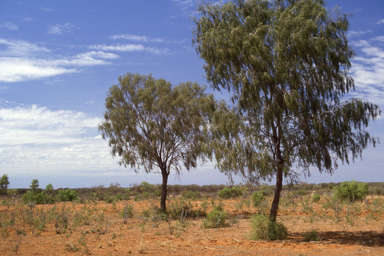 APII jpeg image of Acacia estrophiolata  © contact APII