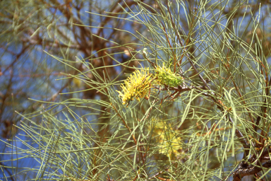 APII jpeg image of Hakea lorea subsp. lorea  © contact APII