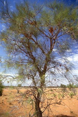 APII jpeg image of Hakea lorea subsp. lorea  © contact APII