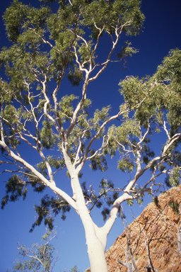 APII jpeg image of Corymbia aparrerinja subsp. aparrerinja  © contact APII