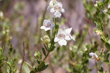 APII jpeg image of Prostanthera striatiflora  © contact APII