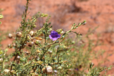 APII jpeg image of Eremophila macdonnellii  © contact APII