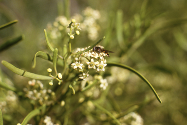 APII jpeg image of Geijera linearifolia  © contact APII