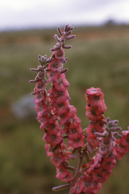 APII jpeg image of Maireana trichoptera  © contact APII