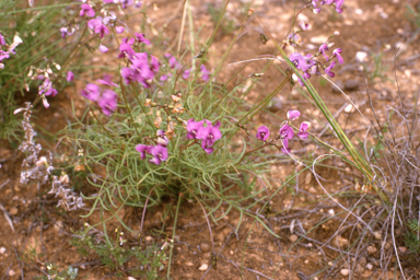 APII jpeg image of Swainsona campestris  © contact APII