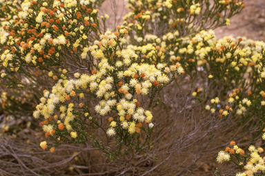 APII jpeg image of Microcybe multiflora subsp. baccharoides  © contact APII