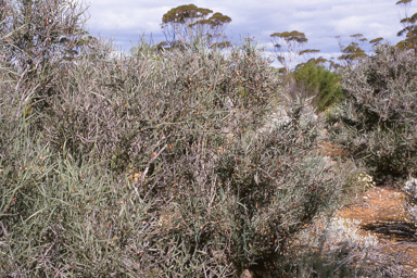 APII jpeg image of Bossiaea walkeri  © contact APII