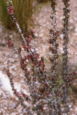 APII jpeg image of Maireana pentatropis  © contact APII