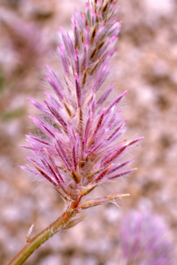 APII jpeg image of Ptilotus nobilis subsp. nobilis  © contact APII