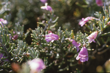 APII jpeg image of Eremophila pustulata  © contact APII
