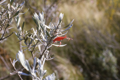 APII jpeg image of Eremophila glabra subsp. tomentosa  © contact APII