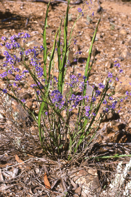 APII jpeg image of Dampiera alata  © contact APII