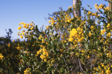 APII jpeg image of Acacia dorsenna  © contact APII