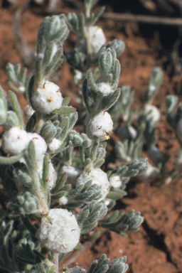 APII jpeg image of Dissocarpus paradoxus  © contact APII