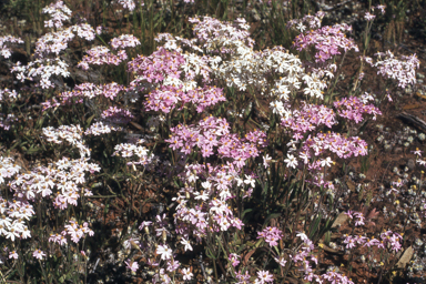 APII jpeg image of Schoenia cassiniana  © contact APII