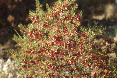 APII jpeg image of Dodonaea lobulata  © contact APII
