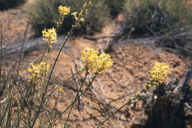 APII jpeg image of Stackhousia muricata  © contact APII