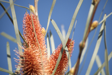 APII jpeg image of Hakea francisiana  © contact APII