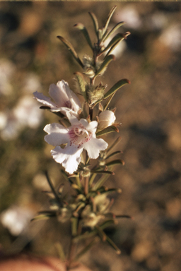 APII jpeg image of Hemigenia dielsii  © contact APII