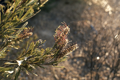APII jpeg image of Grevillea hookeriana subsp. apiciloba  © contact APII