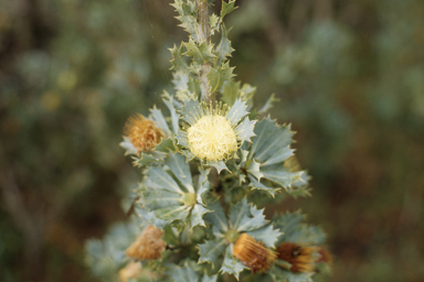 APII jpeg image of Banksia sessilis  © contact APII