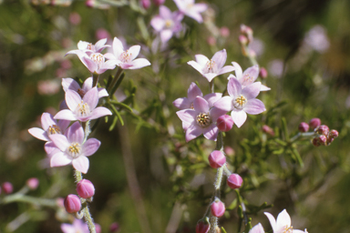 APII jpeg image of Philotheca spicata  © contact APII