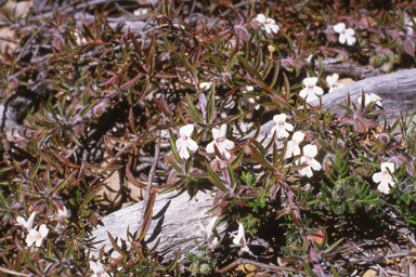 APII jpeg image of Hemiandra linearis  © contact APII