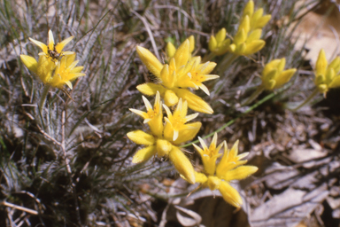 APII jpeg image of Conostylis setigera  © contact APII