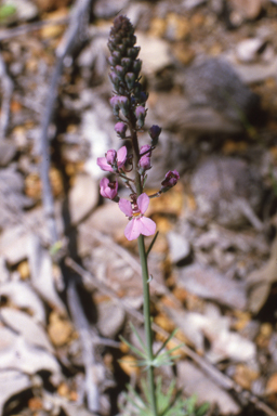 APII jpeg image of Stylidium brunonianum  © contact APII