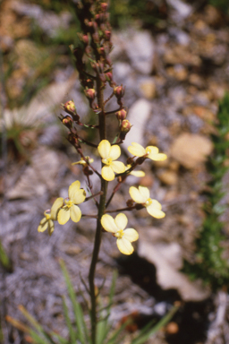 APII jpeg image of Stylidium diuroides  © contact APII