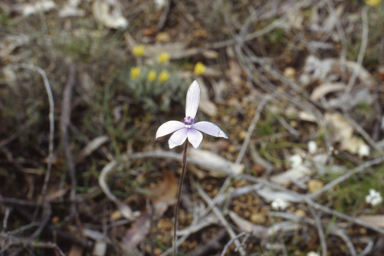 APII jpeg image of Cyanicula amplexans  © contact APII