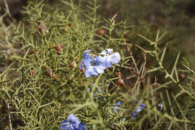 APII jpeg image of Lechenaultia biloba  © contact APII