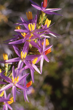 APII jpeg image of Calectasia narragara  © contact APII