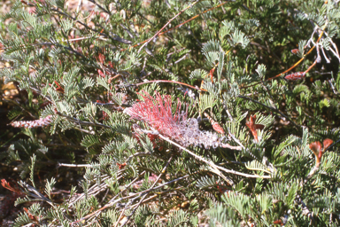 APII jpeg image of Grevillea thyrsoides subsp. thyrsoides  © contact APII