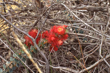 APII jpeg image of Verticordia grandis  © contact APII