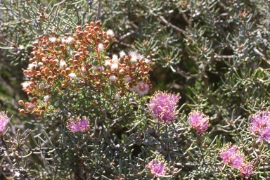 APII jpeg image of Melaleuca scabra  © contact APII