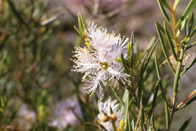 APII jpeg image of Melaleuca radula  © contact APII