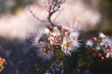 APII jpeg image of Verticordia pennigera  © contact APII