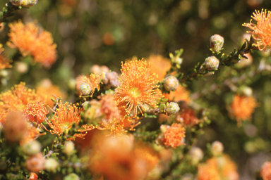 APII jpeg image of Eremaea beaufortioides  © contact APII