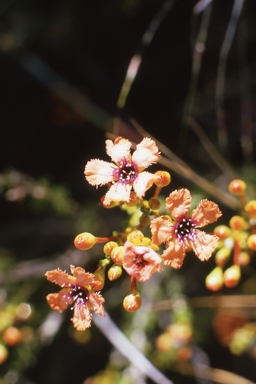 APII jpeg image of Pileanthus peduncularis  © contact APII