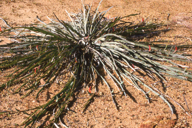 APII jpeg image of Leptosema aphyllum  © contact APII