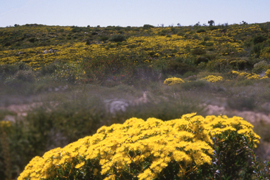 APII jpeg image of Verticordia chrysantha  © contact APII