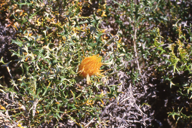 APII jpeg image of Banksia hewardiana  © contact APII