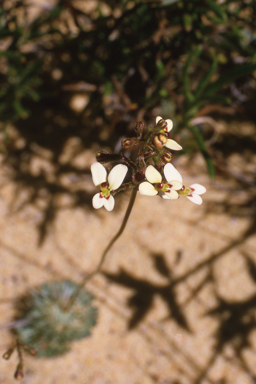 APII jpeg image of Stylidium bicolor  © contact APII