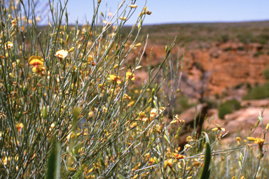 APII jpeg image of Jacksonia cupulifera  © contact APII