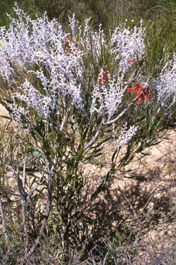 APII jpeg image of Conospermum triplinervium  © contact APII