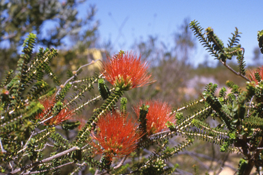 APII jpeg image of Beaufortia squarrosa  © contact APII